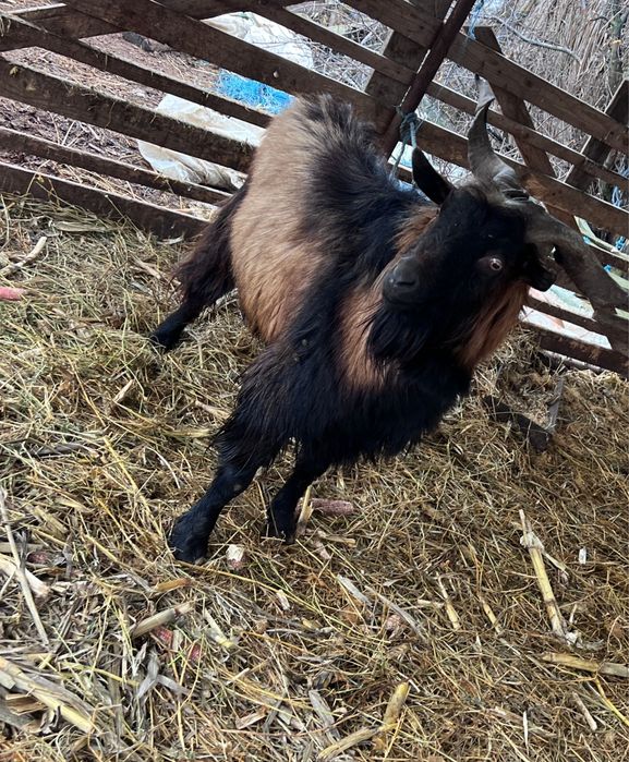 Schimb sau vand……