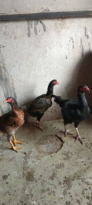 Продам  курочку .