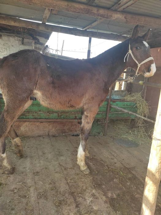 Тай сатылады‼️‼️