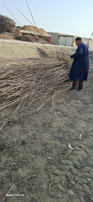 Tut kuchatlari 2yillik 3yillik narxini telfonda kelishamiz 12ta viloya