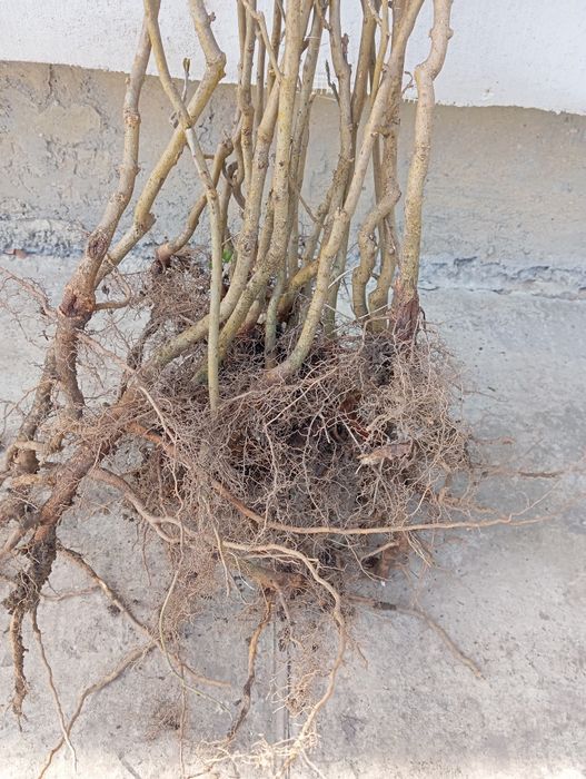 Nuc negru. Pom fructifer anul 3