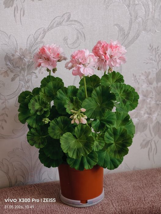 Герань ,,Роза из Амстердама,,