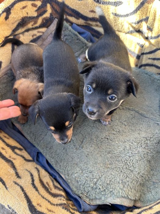 Малки пинчерчета