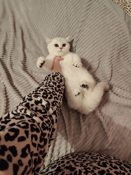 Котята Драгоценного Окраса Шиншилла