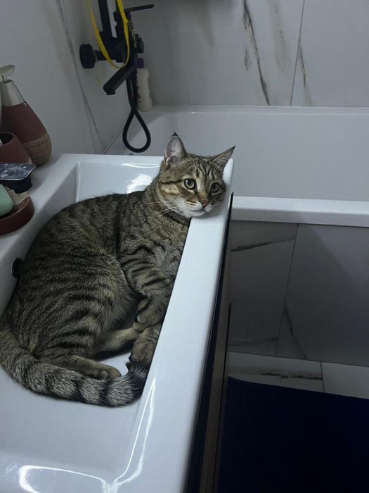 Пропал мой кот, кто видел