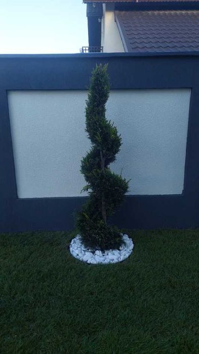 Gazon Rulou Viguros – Transport și Montaj la Tine Acasă