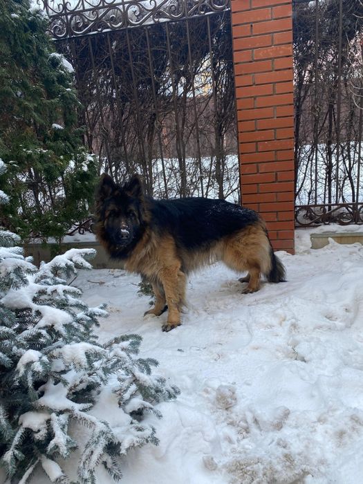 Кобель немецкой овчарки для вязки