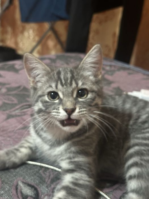 Отдам кота бесплатно