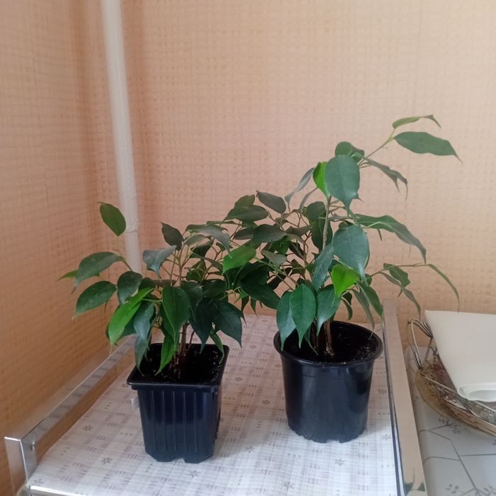 Продам  цветы  комнатные