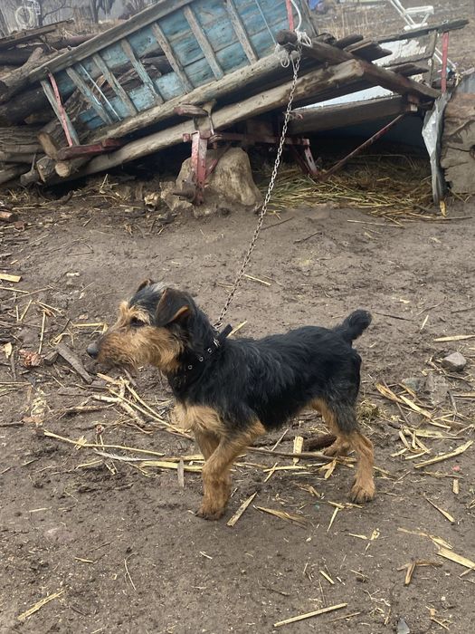 Ягтерьер сатылады