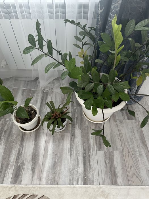 Бөлме өсімдіктері сатылады.Арзан бағада.