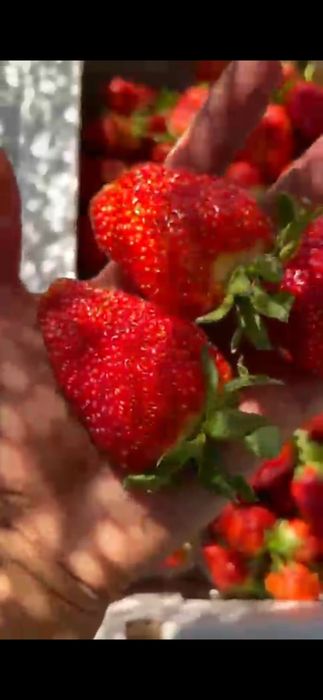 Клубника на оптом от 500кг