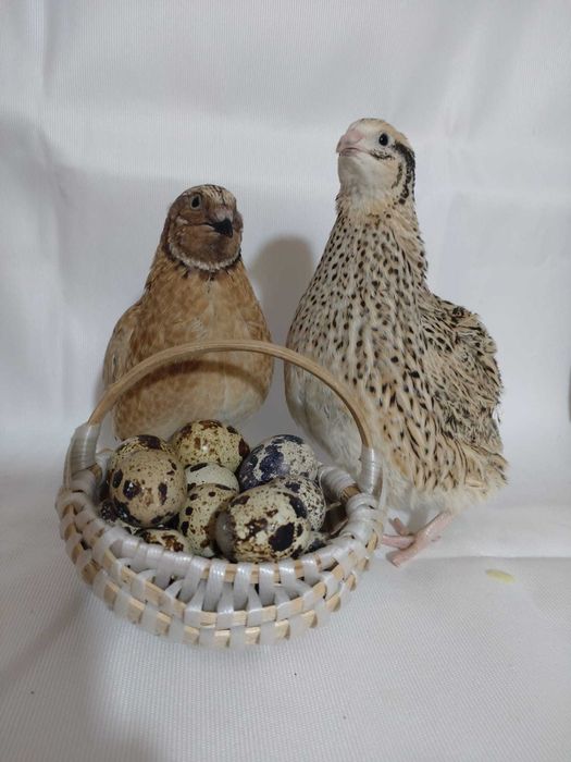 Ouă de prepeliță pentru consum sau incubat.