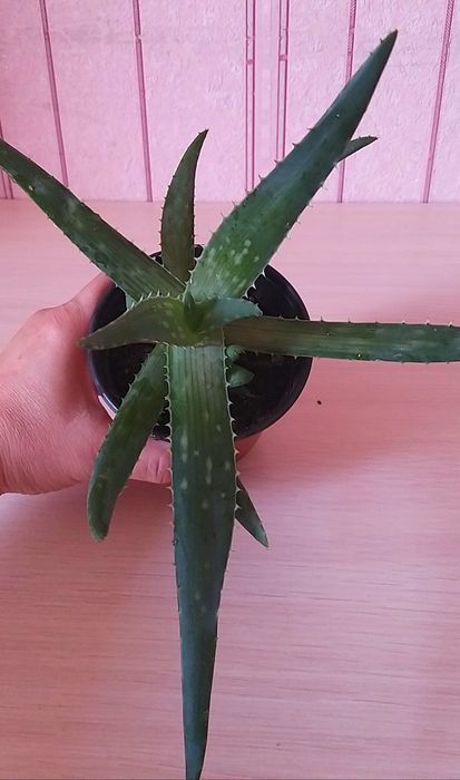 Комнатные цветы. Алоэ Вера.