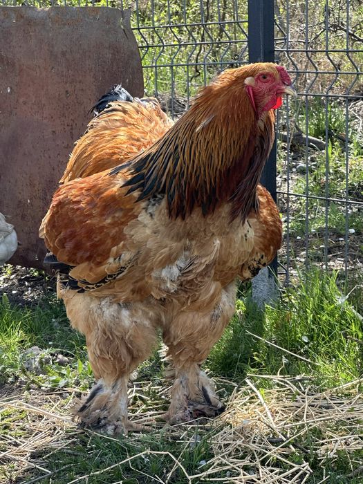 Vand oua de consum si incubat