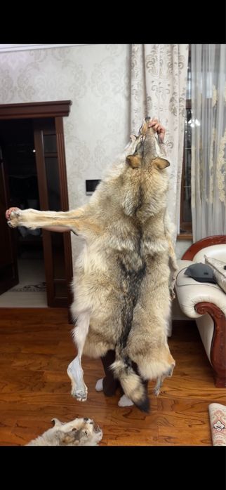 Мех волка каскыр териси волк