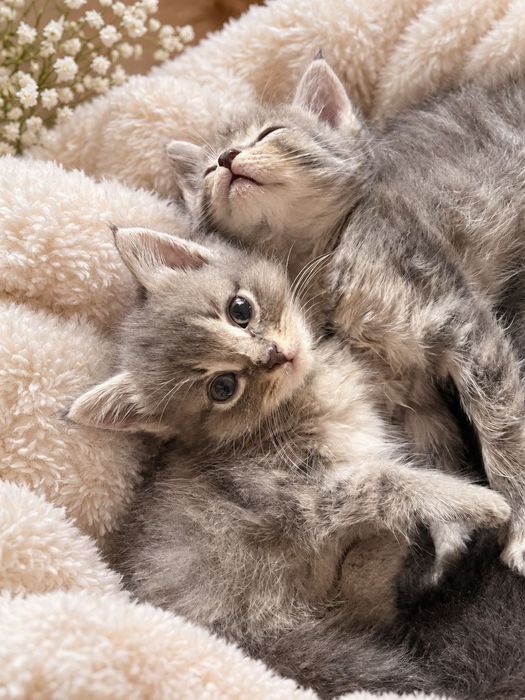 Маленькие лапки ищут дом
