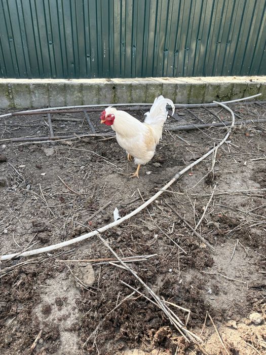 Екі әтеш сатам 6 айлық