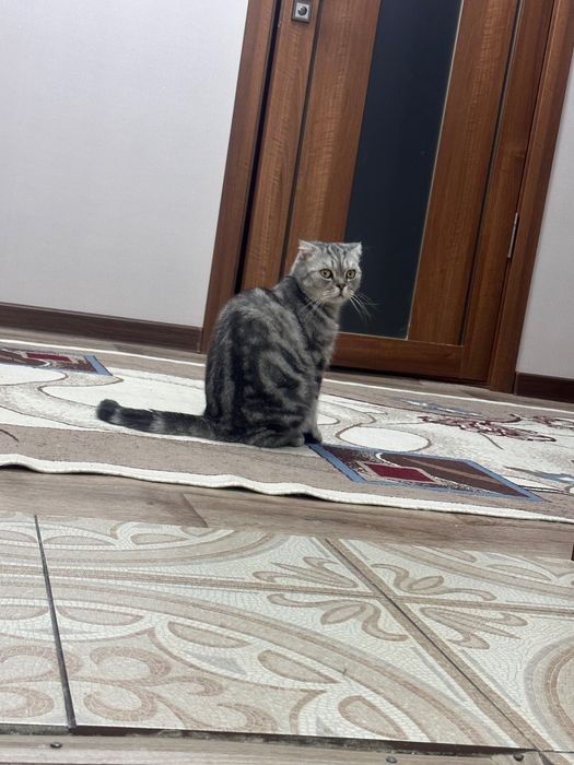 Вислоухий шотландец (Скоттиш-фолд)