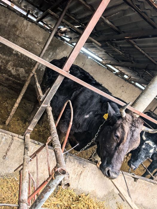 Продам коров.,телочек.