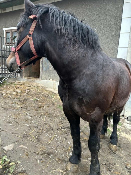 De vânzare mânz de un an și patru luni