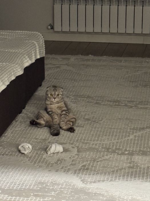 Котик по имени Кекс