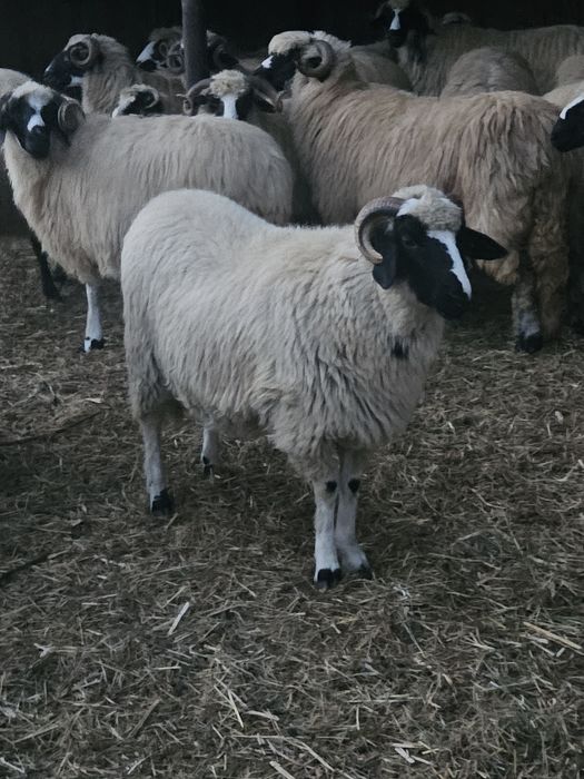 Oi breze proveniență Nelutu Moldovan