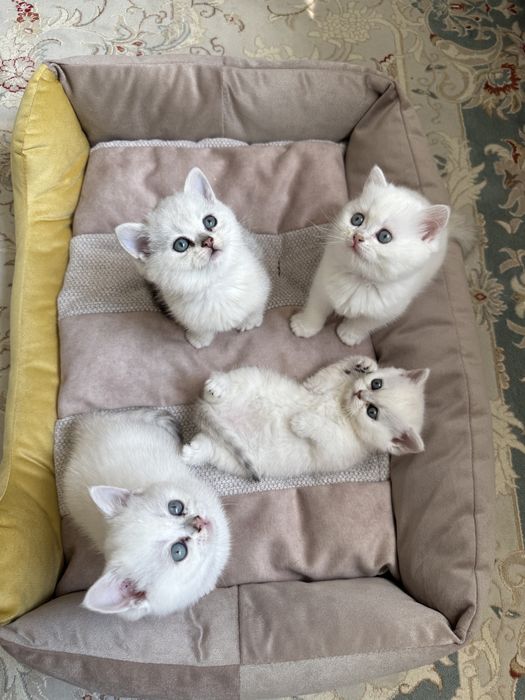 Британские шишилы котята