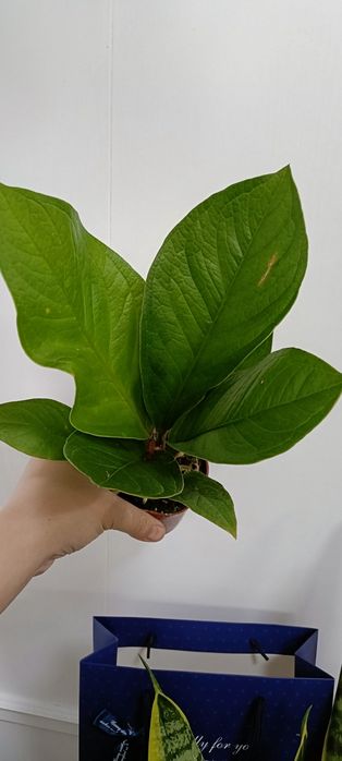 Антуриум кобра:5000 тенге