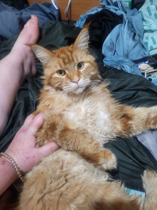 Продам Мейн Кун мальчик