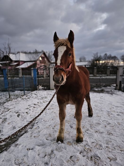 Vând mânz de 7 luni mai multe detalii în privat!