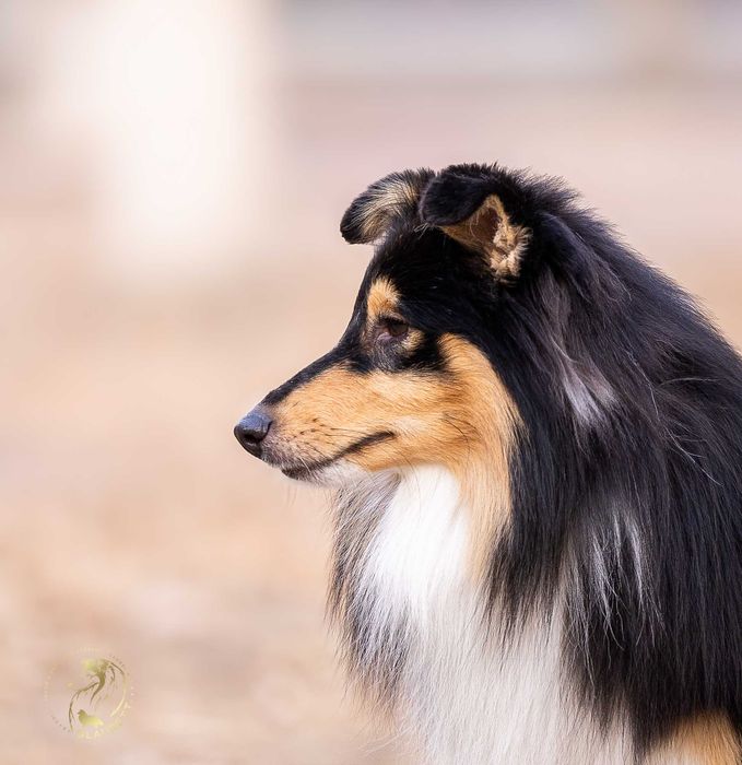 Щенки ШЕЛТИ, питомник GLAURETT ( FCI - KFU )