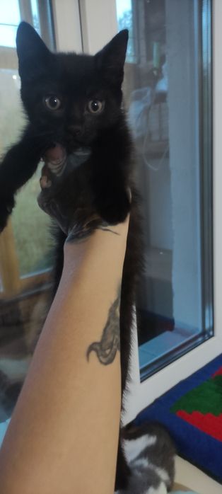 Котенок мальчик.