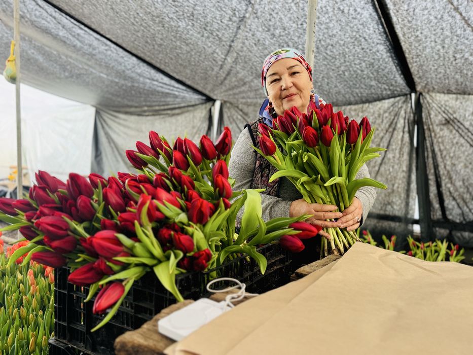 Тюльпаны оптом и в розницу.