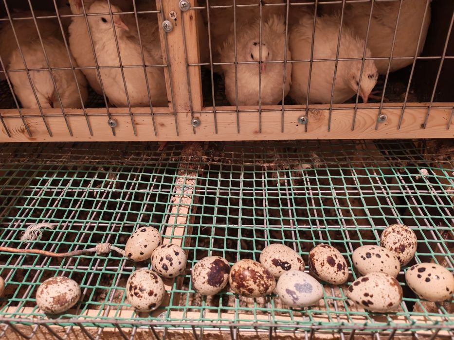 Перепалка белый гигант