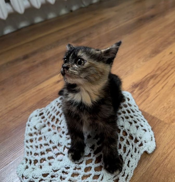 Ищем дом для котят