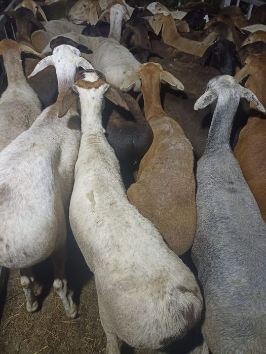 Бараны Баран баран Бараны