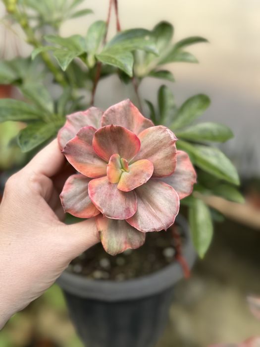 Эхеверия суккулент