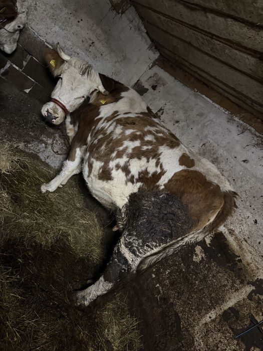 Vaca gestanata in 9 luni