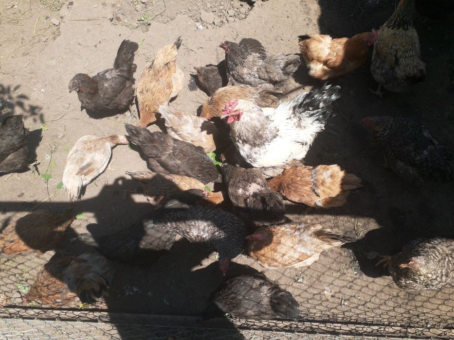 Продам курей домашние