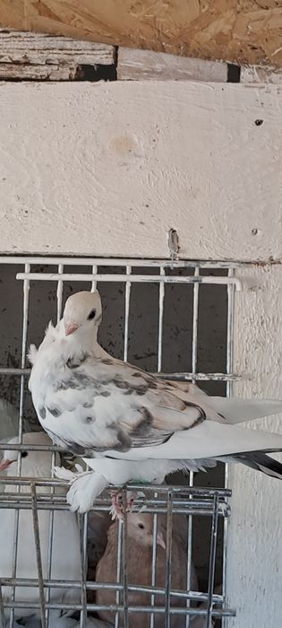 Porumbei satineti de vânzare