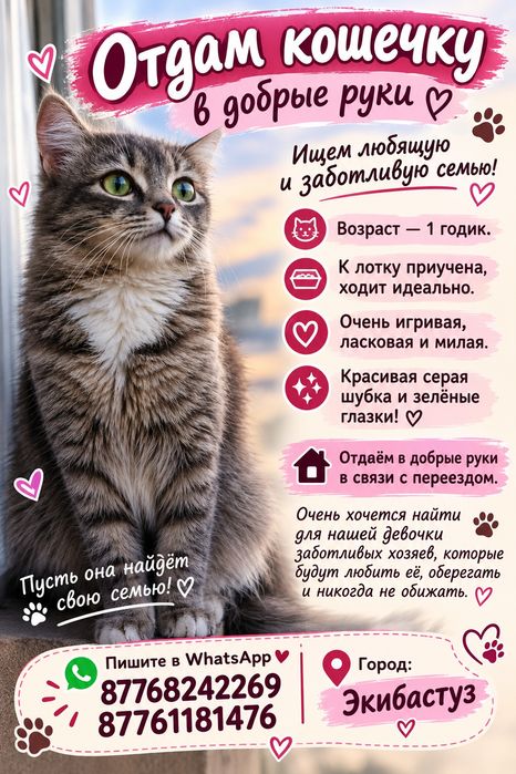 Отдам кошечку в добрые руки