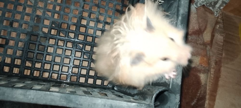 Хамяк  кемирувчи