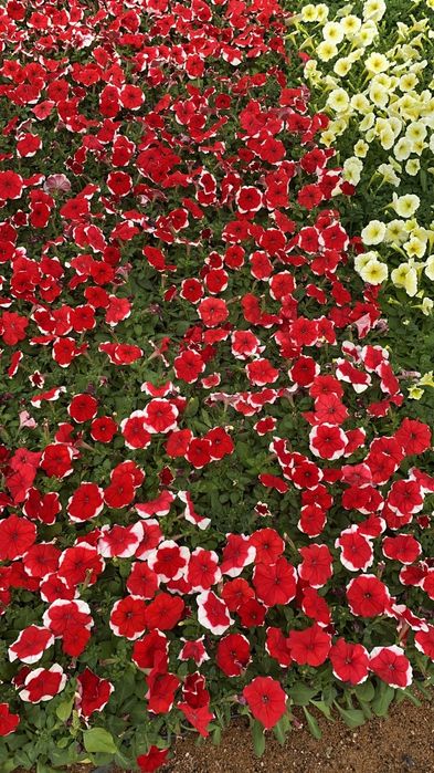 Цветы в большом количестве