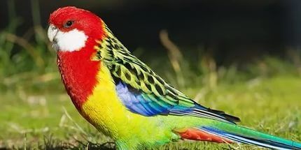 Попугай розелла говорящий