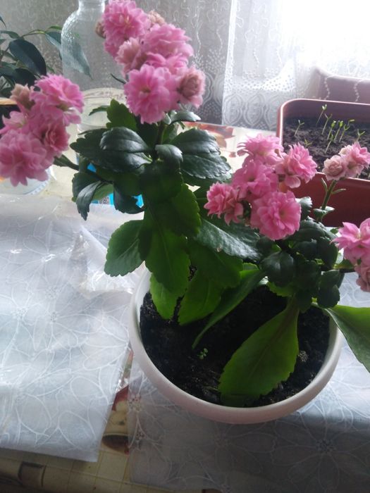 Цветы комнатные район мичурина