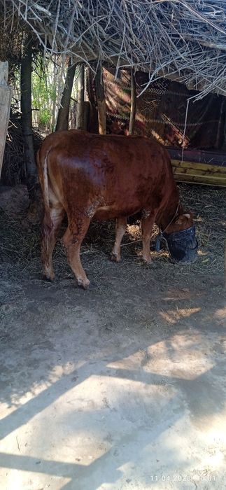 Гуножин сотилади соглом