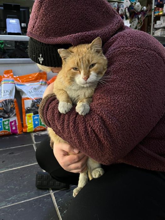 Котик в поисках дома