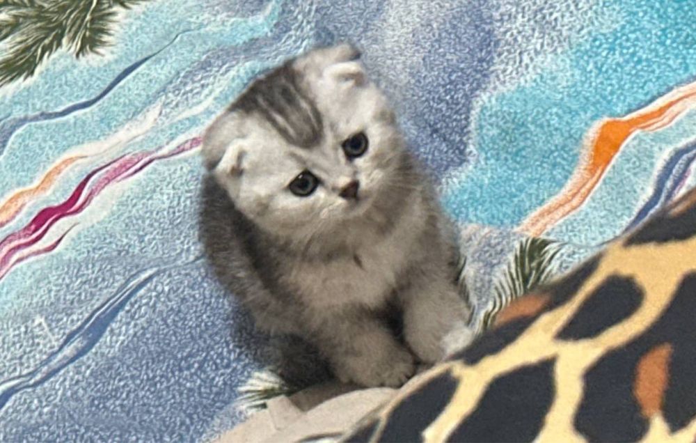 Продоётся котёнок Серебристая,золотистая шиншила