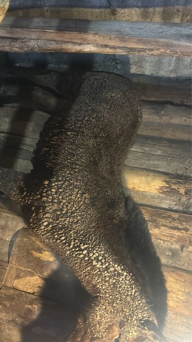 Продам тай с откорма